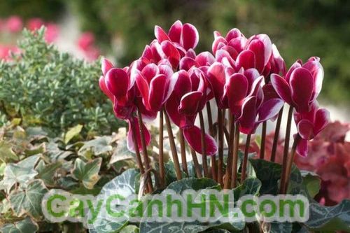 Hủy hàng nghìn chuyến bay vì sự cố kỹ thuật